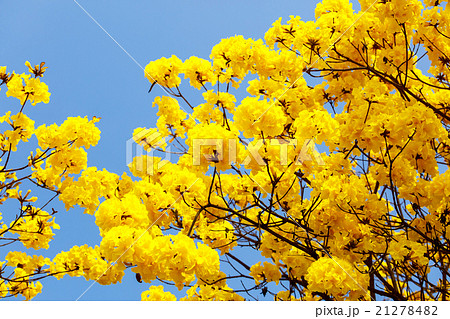 Yellow tabebuia flower blossom 21278482