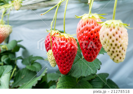 Strawberry cultivation in plant 21278518