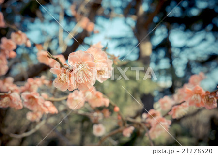 Sakura cherry blossom in japan Sakura cherry blossom in japan 21278520