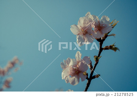Sakura cherry blossom in japan Sakura cherry blossom in japan 21278525