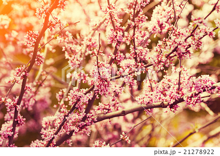 Vintage blossoming apple branch Vintage blossoming apple branch 21278922