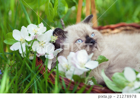 Little kitten lying on the back in basket Little kitten lying on the back in basket 21278978