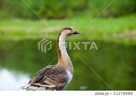 Grey goose walking on the lake bank 21278989