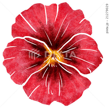 パンジー 21279029