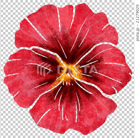 パンジー 21279029