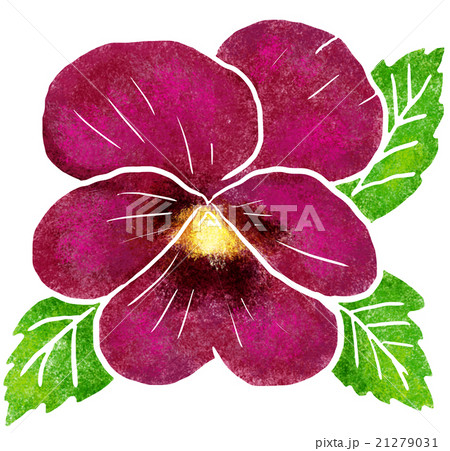 パンジー 21279031