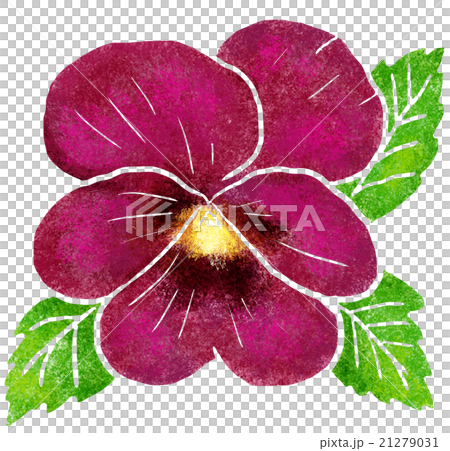 パンジー 21279031