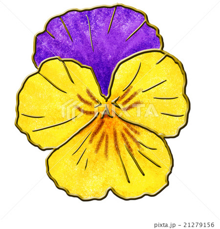 パンジー パンジー 21279156