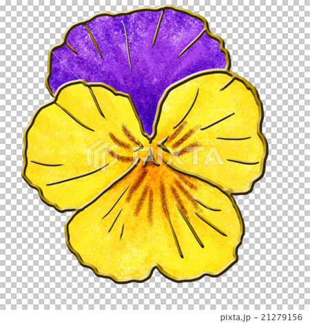 パンジー パンジー 21279156