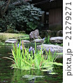 庭園のアヤメ 21279271