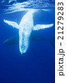 トンガ　ザトウクジラの水中写真 21279283