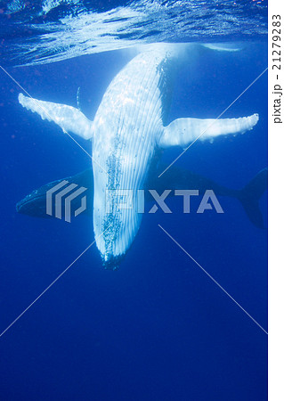 トンガ ザトウクジラの水中写真 トンガ ザトウクジラの水中写真 21279283