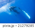 トンガ　ザトウクジラの水中写真 21279285