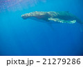 トンガ　ザトウクジラの水中写真 21279286