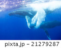 トンガ　ザトウクジラの水中写真 21279287