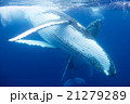 トンガ　ザトウクジラの水中写真 21279289