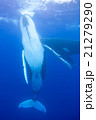トンガ　ザトウクジラの水中写真 21279290