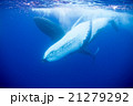 トンガ　ザトウクジラの水中写真 21279292