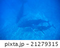 トンガ　ザトウクジラの親子 21279315
