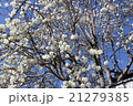 モクレン 21279385