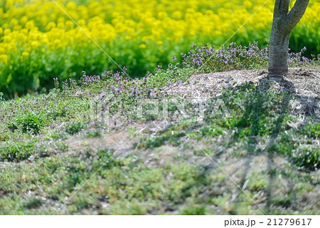 早春の木陰 21279617