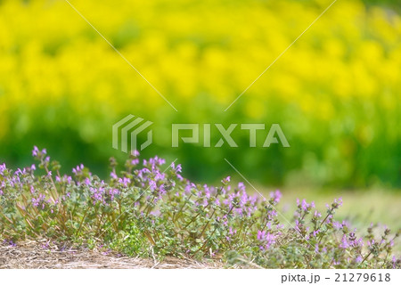 菜の花と桃色の花 菜の花と桃色の花 21279618