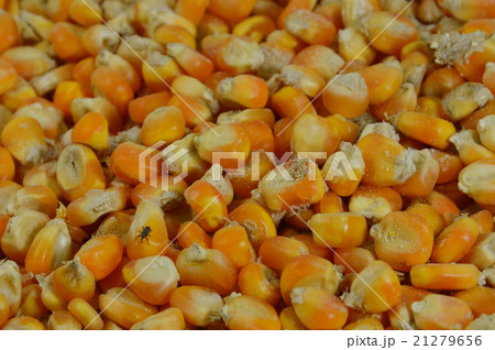 weevil feeding corn seed weevil feeding corn seed 21279656