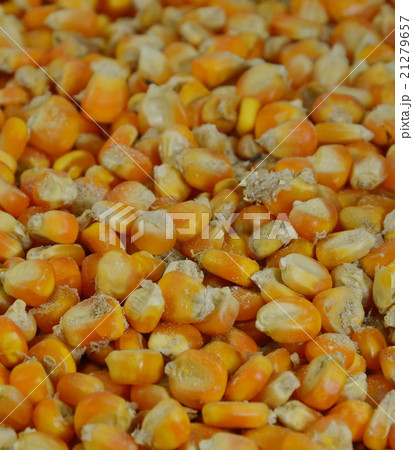 corn seed damage from weevil feeding corn seed damage from weevil feeding 21279657