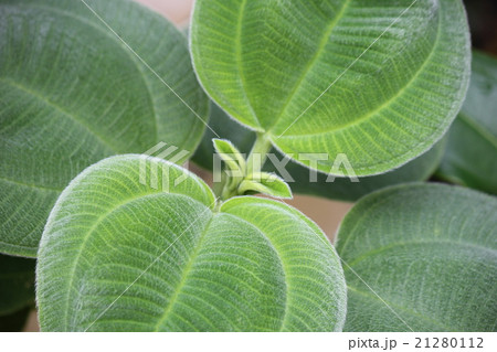 あつばのぼたんの新葉 21280112