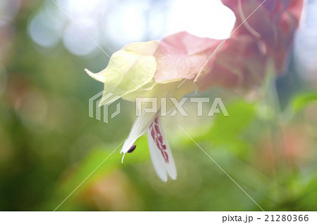 コエビソウ コエビソウ 21280366