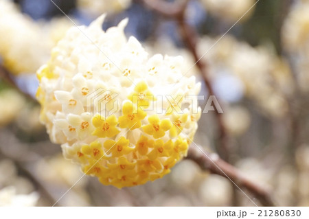 ミツマタの花 ミツマタの花 21280830