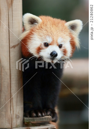 レッサーパンダ11 21280862