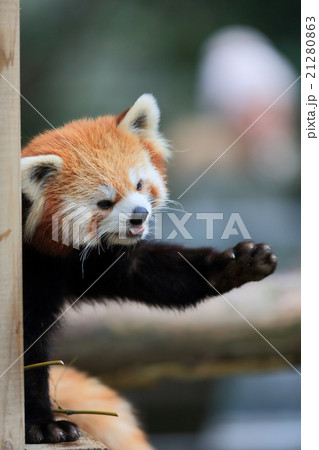 レッサーパンダ12 レッサーパンダ12 21280863