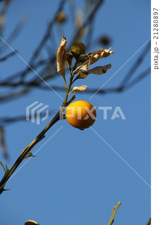 きんかん きんかん 21280897