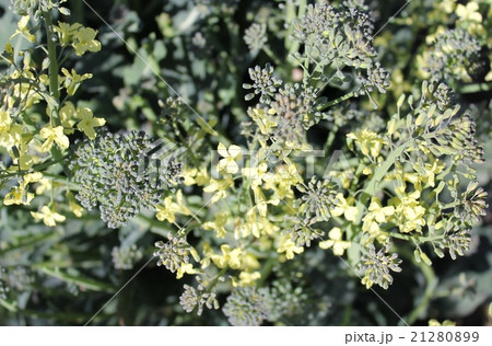 ブロッコリーの花 ブロッコリーの花 21280899