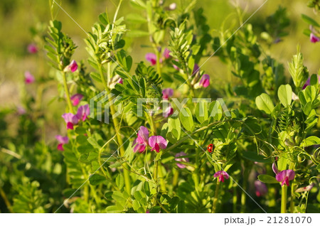 カラスノエンドウ＋ 21281070