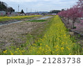 川沿いのサクラ並木 21283738