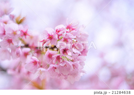 桜の開花 21284638
