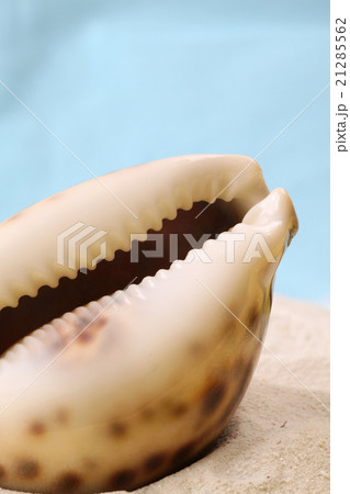 Smooth conch seashell 21285562