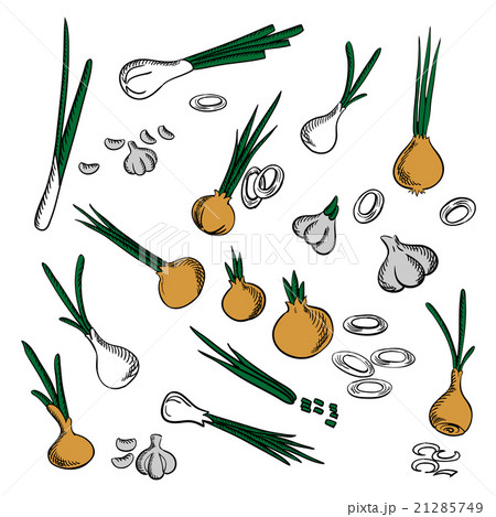 Fresh onion, leek and garlic vegetables 21285749