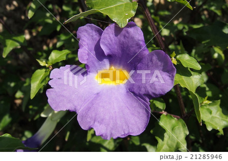 ツンベルギア・エレクタ 21285946