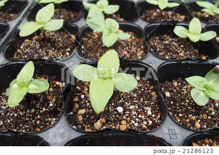 ミニひまわりの苗 21286123