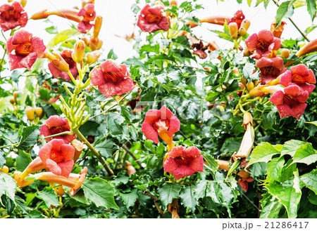 Trumpet vine flowers - Campsis x tagliabuana, gardening theme 21286417