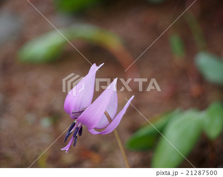 カタクリの花(埼玉県深谷市) カタクリの花(埼玉県深谷市) 21287500