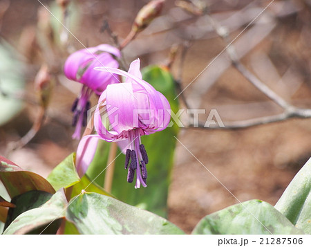 カタクリの花(埼玉県深谷市) カタクリの花(埼玉県深谷市) 21287506