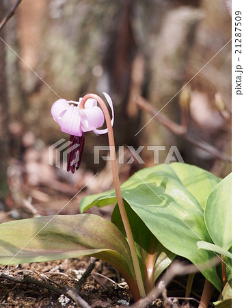 カタクリの花（埼玉県深谷市） 21287509