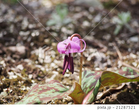 カタクリの花(埼玉県深谷市) カタクリの花(埼玉県深谷市) 21287521