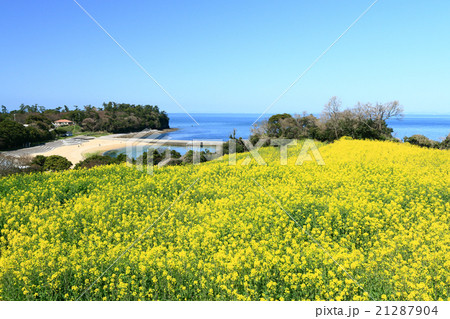 豊後高田　長崎鼻リゾートキャンプ場の菜の花畑 21287904