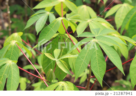 タピオカの原料キャッサバ タピオカの原料キャッサバ 21287941