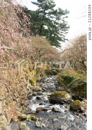 熱海梅園 21288104